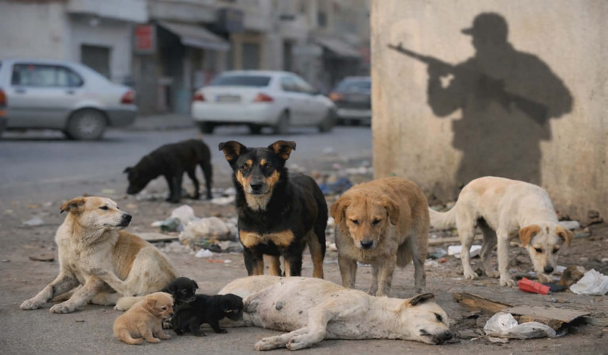 الكلاب السائبة بصفاقس: حين تتحول الحلول السهلة إلى انتهاك لحق الحياة