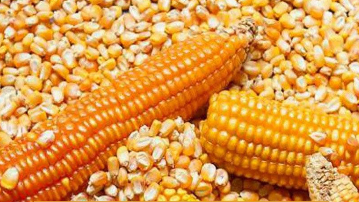 ديوان الأعلاف يشرع في توريد حبوب الذرة وتحديد أسعار البيع