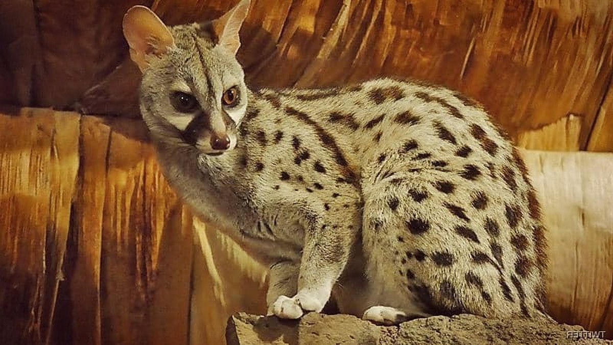 صفاقس : ماهي  حقيقة  الحيوان قاتل المواشي ... وهل  هو فعلا حيوان الزريدة