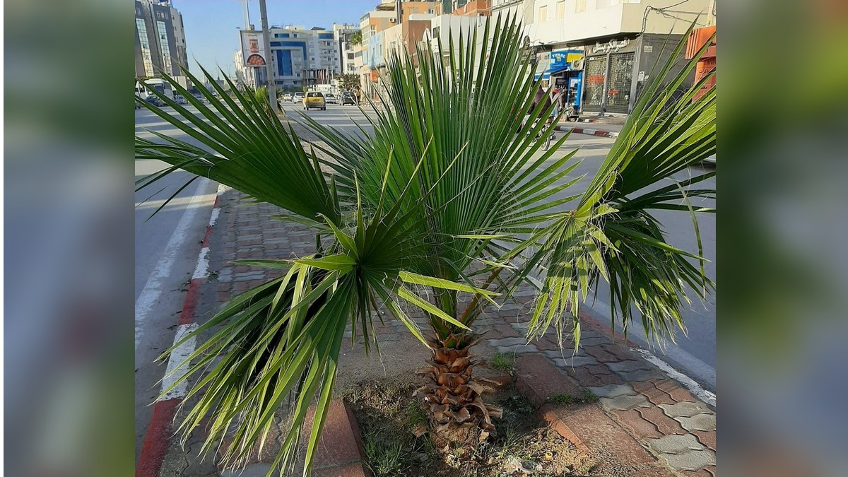 صفاقس : مصلحة التشجير في حاجة الى تغيير نظرتها  لجمالية المدينة