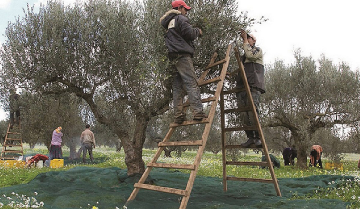 الميداني الضاوي: حملة “طيح الصرافة” جريمة في حق أشجار الزيتون