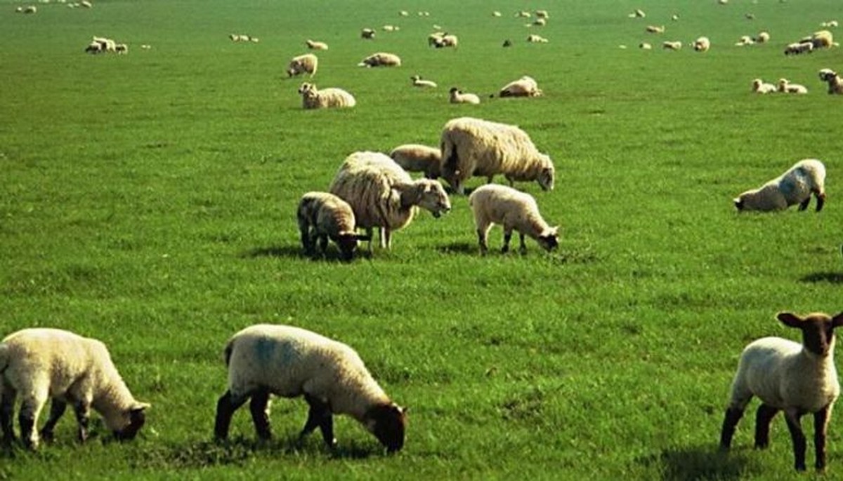 جندوبة : ايام اعلامية تحسيسية تهدف الى تنمية قطيع الماشية والحفاظ على انتاجيته