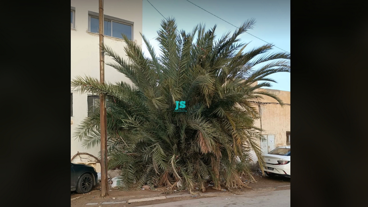 صفاقس شجرة عُملاقة خلف مؤسسة تربوية تحتل الرصيف بأكمله