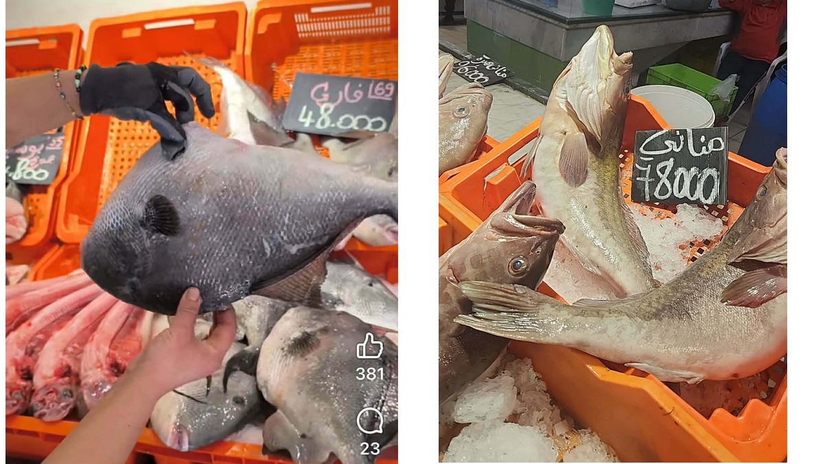 صفاقس : إرتفاع  كبير لأسعار السمك  المملّح تجاوز المقدرة الشرائية للمواطن