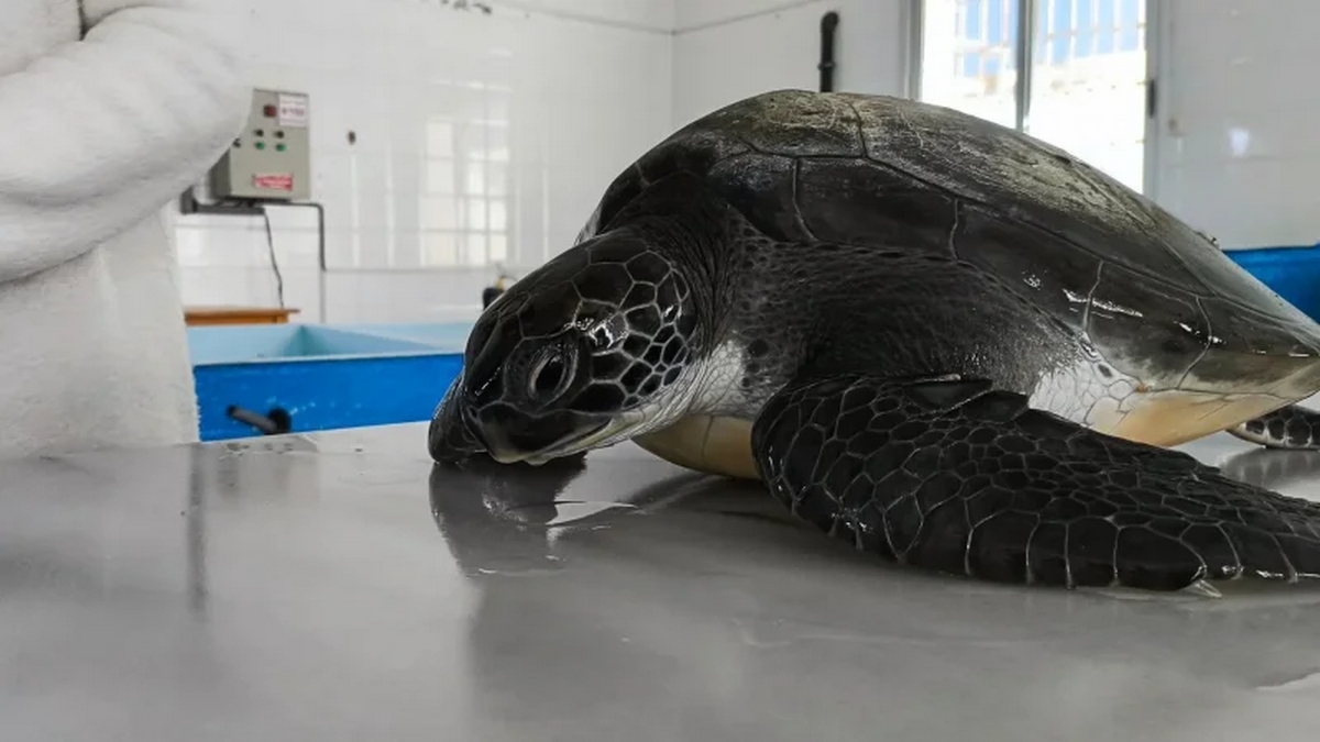 جمعية أزرقنا الكبير: إنقاذ سلحفاة خضراء بخليج المنستير