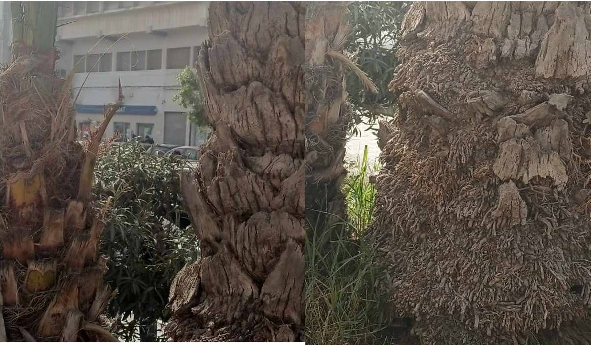 صفاقس : اشجار النخيل العملاقة تمثل  خطرا على المارّة