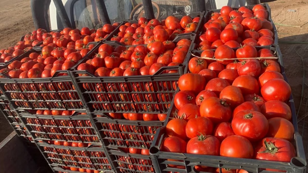 صفاقس : في  سوق الخضر والغلال ..400 صندوق من  الطماطم في  انتظار  نتائج التحاليل