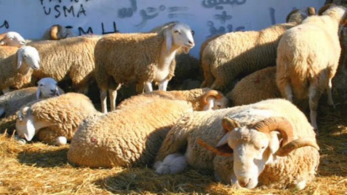 صفاقس : في الأسواق العشوائية لبيع الخرفان أخذوا الملايين وتركوا لنا الأوساخ!