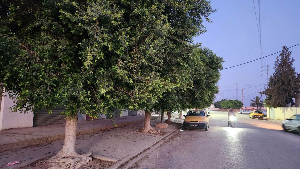 صفاقس الحاجب: مطالبة  بتقليم اشجار الرصيف